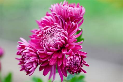 How To Grow Chrysanthemums Bbc Gardeners World Magazine