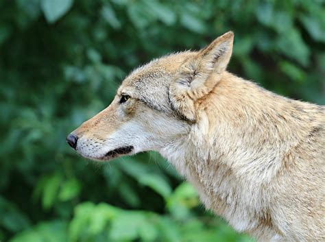 Free Photo Wolf Grey Predator Snout Forest Free Image On Pixabay