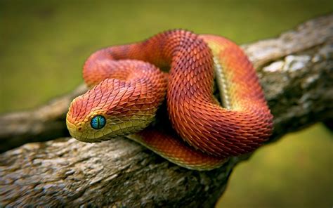 21 Indonesian Autumn Adder The Most Beautiful Snake In The World With