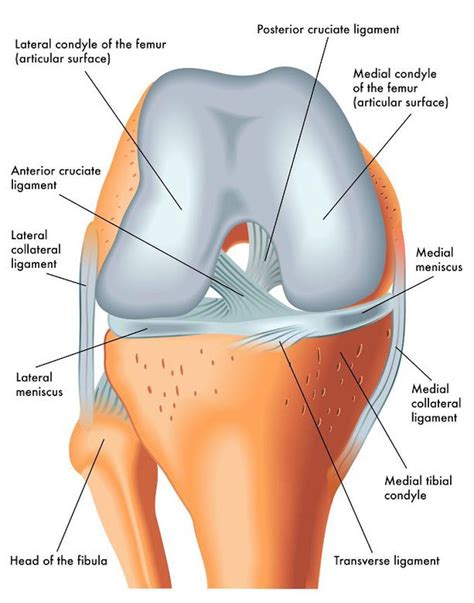 Torn Meniscus Anatomy And Causes Video Town Center Orthopaedic My Xxx