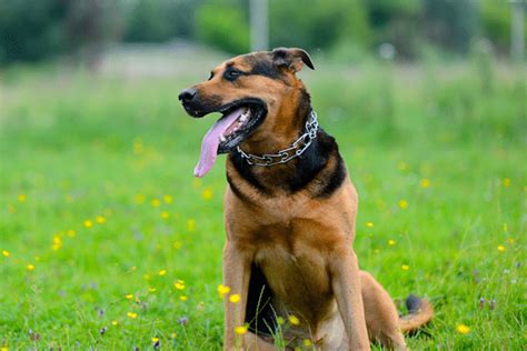 Best Dog Training Collars 8 Options You Might Be Considering