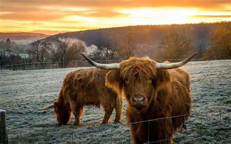 Highland Cow Animal Cow Highland Horns Hd Wallpaper Pxfuel