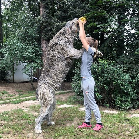Irish Wolfhound Is Not Recommended For Living In An Apartment Irish
