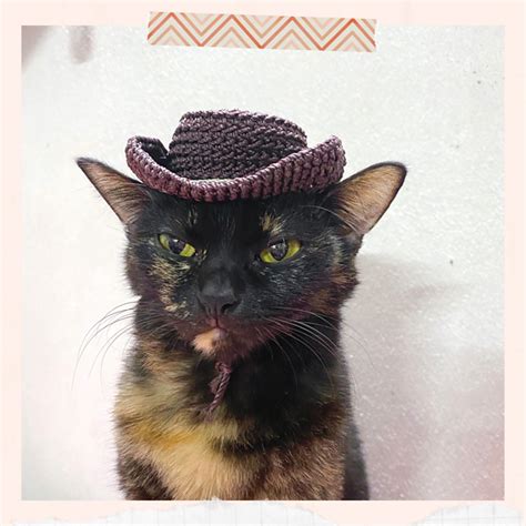 Ravelry Cowboy Hat For Cat Pattern By Hana Nguyen