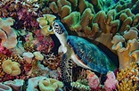 La barriera corallina d'Australia che continua a morire - No all'Italia ...