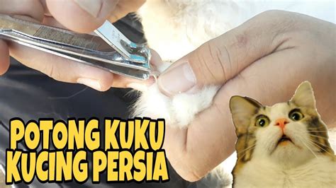 Cara Memotong Kuku Kucing Persia Gampang Banget Youtube