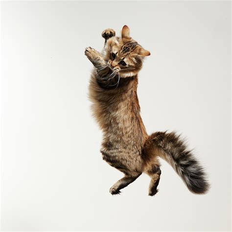 Cat Jumping Photograph By Akimasa Harada Fine Art America