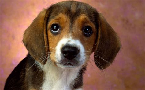 Puppy Eyes Beagle Wallpapers Wallpapers Hd
