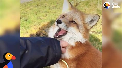 Rescued Fox Makes Friends With Everyone She Meets Cuties Overload