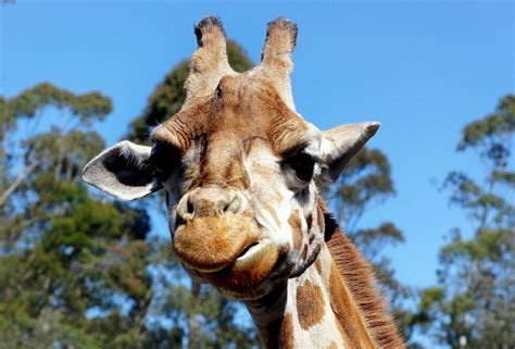 11 Giraffe Adaptations Evolutionary Benefits Fauna Facts