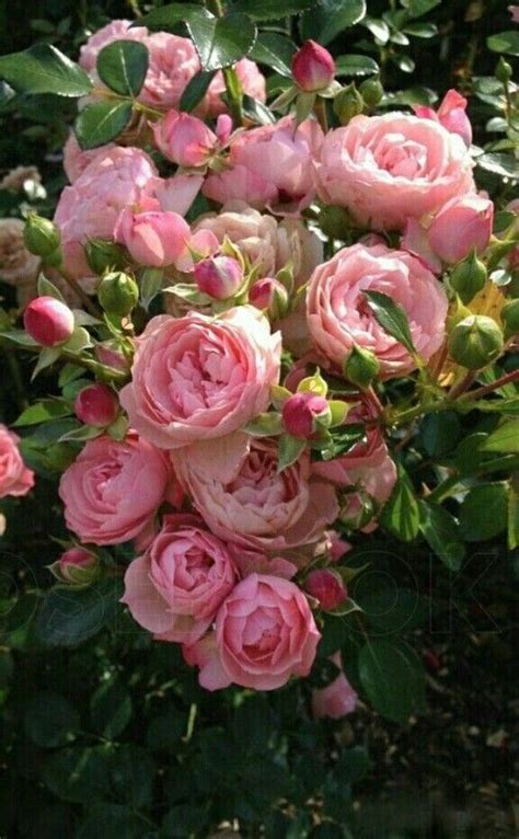 Pin By Paula Evans On Blumen Beautiful Rose Flowers