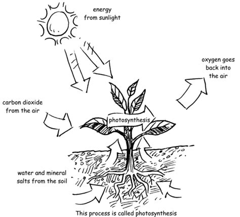 Photosynthesis Flow Chart For Kids