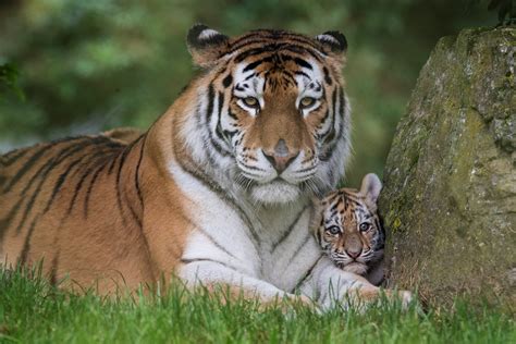 Update Our Tiger Cubs Have Been Named At The Zoo