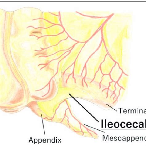 Anatomy Of The Ileocolic Region Showing The Ileocecal Fold Download