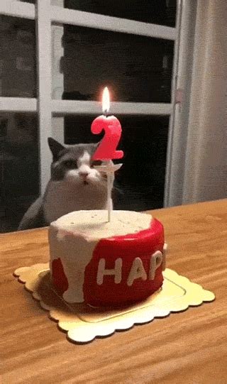 Cat Birthday S Find And Share On Giphy