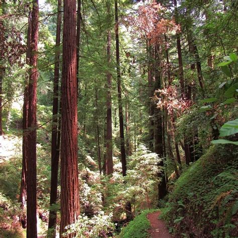 The Bay Areas Best Redwood Hikes Instagram Tree Serenity