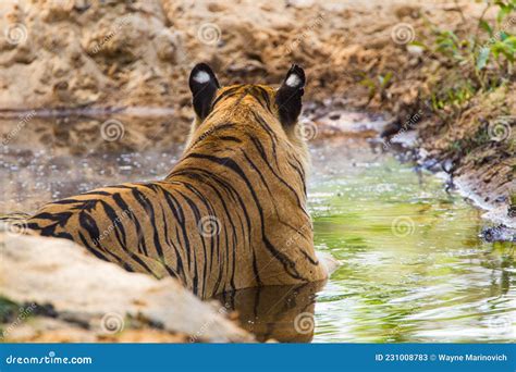 B2 A Legendary Bengal Tiger Walking Through The Jungle From A