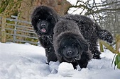 Newfoundland Puppies - Homepage