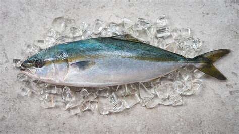 Yellowtail Kingfish Uit Zeeland Kokswereld