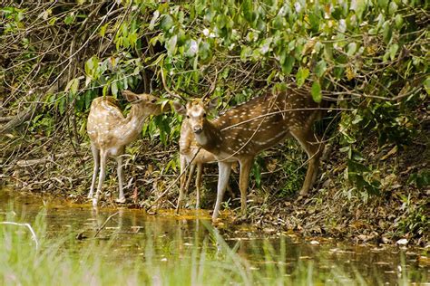 Bardia National Park Wildlife Safari Tour Best And Cheap Wildlife