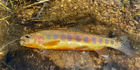 Everything You Wanted To Know California Golden Trout Trout Unlimited