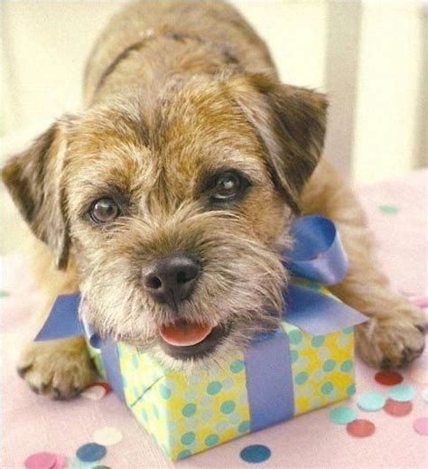 5 out of 5 stars. Border Terrier Dog with her 1st Birthday Present | Border ...