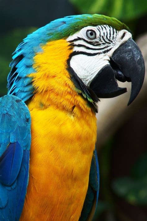 You can tell the two species apart by looking for a few key differences. Blue and Yellow Macaw Wallpaper for iPhone 4