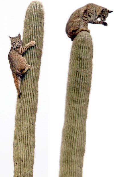 16 Best Cactus Cats Images In 2020 Cats Cactus Wild Cats