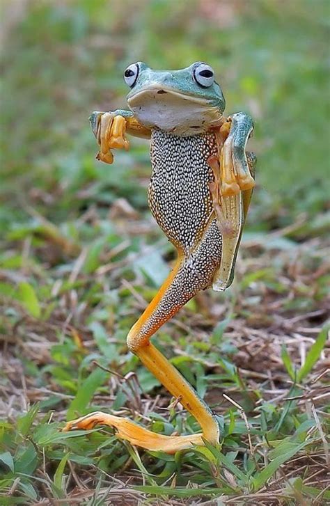 Funny Frog Photo Raww
