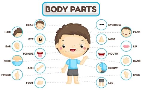 Premium Vector Boy Body Parts Chart