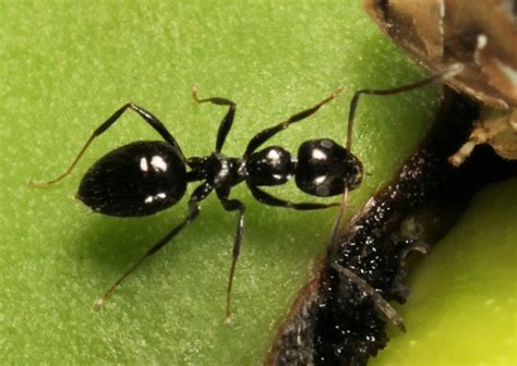 African Black Sugar Ant Agriculture And Food