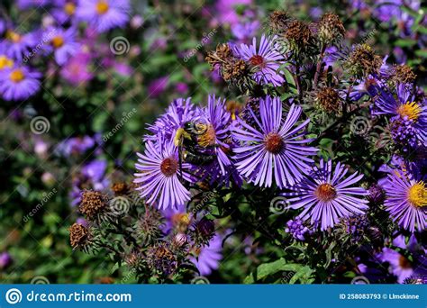Bumblebee On New England Aster In The Garden Stock Image Image Of