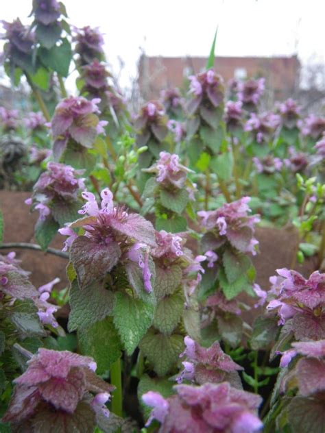 Weeds don't like competition, so a thick lawn is your greatest defense against weeds. Weeds purple flowers photos