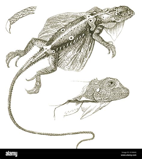 Illustration Of A Flying Lizard Draco Fimbriatus From Louis Figuier
