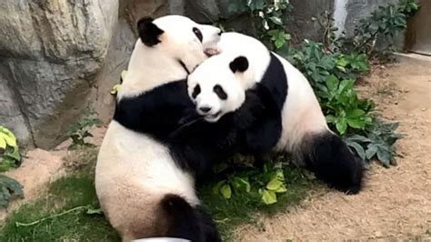 Pandas Score First Successful Natural Mating Amid Coronavirus Zoo