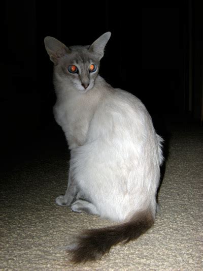 Filejavanese Cat Wikimedia Commons