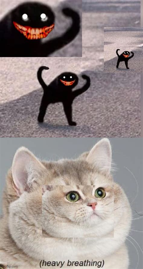 Cursed Cat Meme Kampion