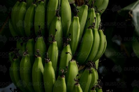 Image Of Green Bananas Growing In A Bunch Austockphoto