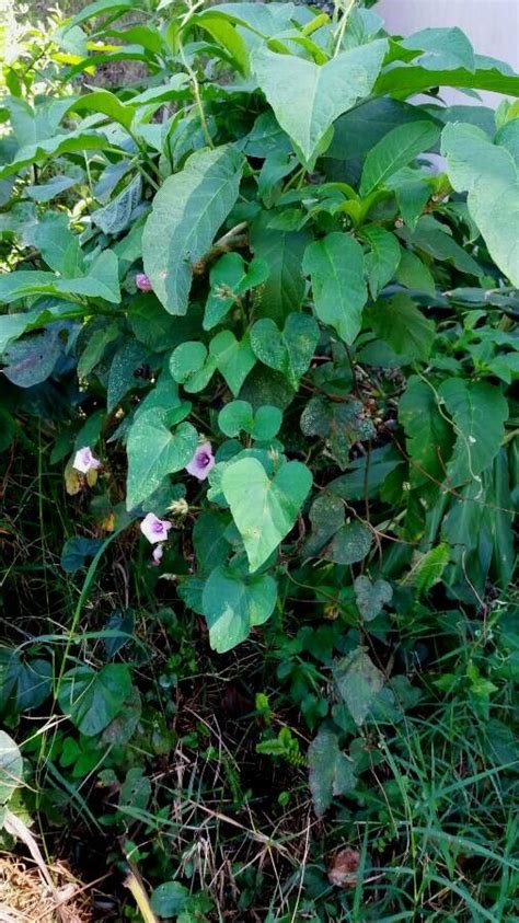 Ipomoea Trifida Kunth G Don Tie Vine Morning Glory World Flora