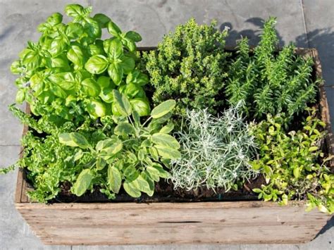 Easy Diy Patio Herb Garden Step By Step With Pictures