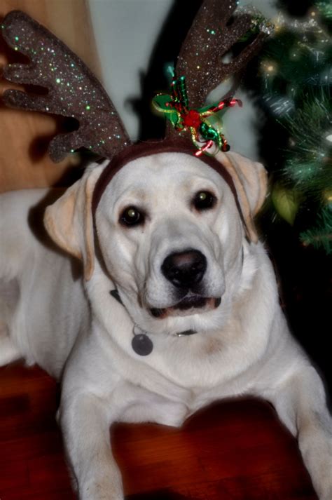 Both have the same pure, iridescent white coat with … here's a little bit of history: White Lab puppies and White English Labrador Retrievers puppies snow white Polar bear white Lab ...