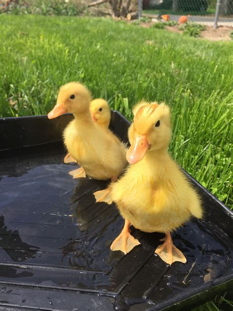 A Few Pekin Ducks Purchased With Baby Chickens Led To A Saga Of