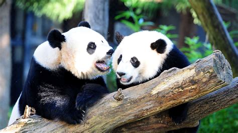 National Zoo Hopes Baby Panda Will Be On The Way Nbc4 Washington