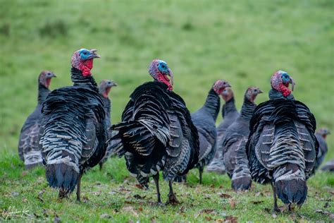 Flock Of Turkeys By Carole G · 365 Project