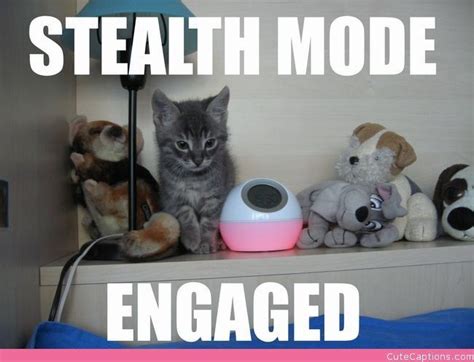 Stealth Mode Engaged Funny Images Funny Pictures Quality Quotes Cat