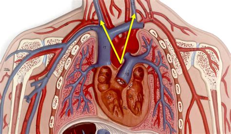 Blood Vessel Model Identification Veins Flashcards Quizlet