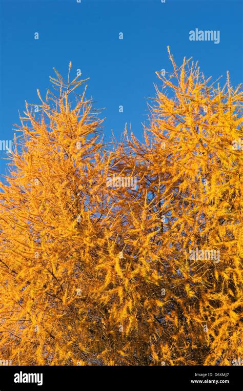 Larch Tree In Autumn Stock Photo Alamy