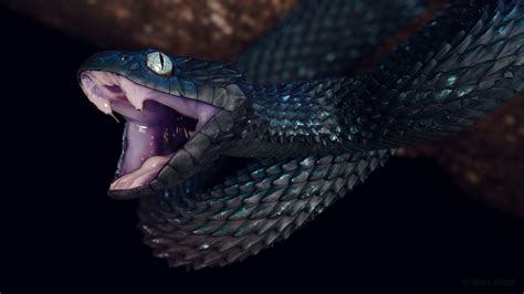 Bush Viper Wallpapers Wallpaper Cave