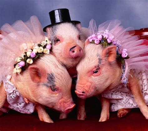 Ménage A Tois Mormon Wedding Funny Pig Pictures Pig Pics Funny