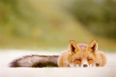 Sleepy Fox Is Sleepy Photograph By Roeselien Raimond Fine Art America